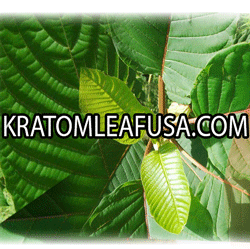 If you are looking for high quality kratom, please visit kratom leaf USA for more information! Buy kratom in USA